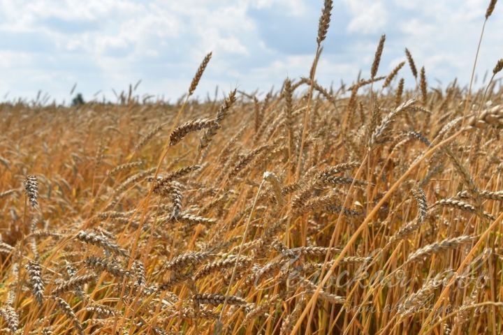 В Татарстане ввели в оборот 35,8 тыс. га сельхозугодий