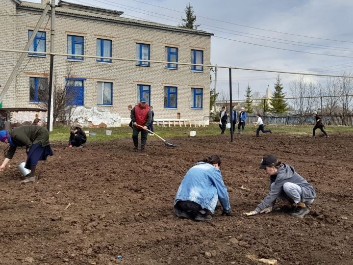 На пришкольном участке Новотимошкинской основной школы в разгаре –трудовая страда