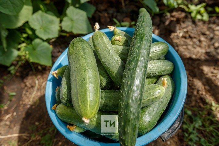 Битые огурцы: рецепт оригинальной закуски под шашлыки