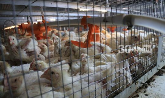 В Татарстане растет угроза занесения птичьего гриппа