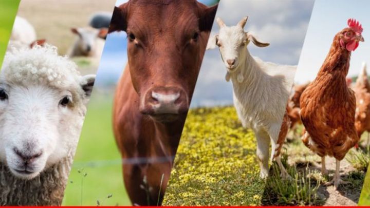 Минсельхоз РТ объявил конкурсный отбор на гранты для начинающих сельскохозяйственных потребительских кооперативов