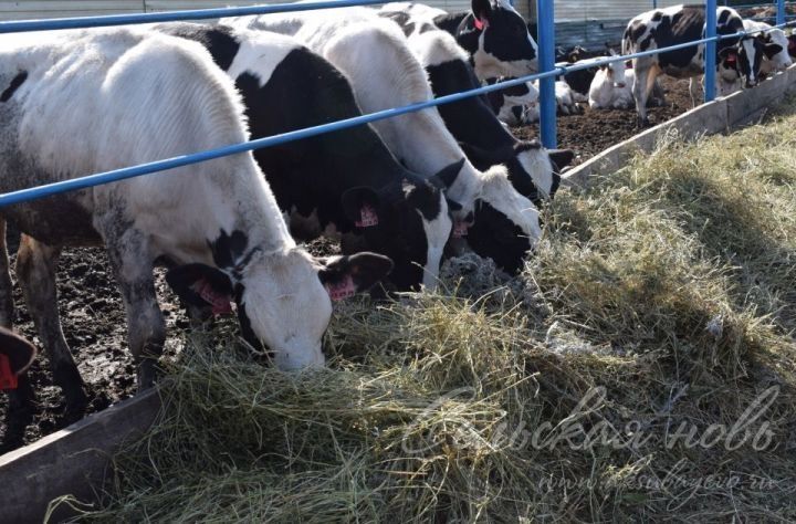 На аксубаевских фермах молока все прибавляется