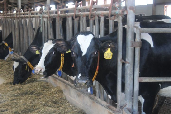 На аксубаевских фермах молока надаивают на три тонны больше прошлогоднего