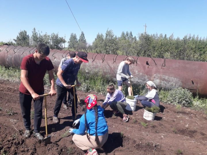Аксубаевские школьники заложили плантацию новогодних елок