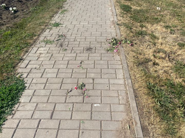 Ночью в Аксубаеве вандалы выдернули с корнями цветы на Мазилина и разбросали их по брусчатке