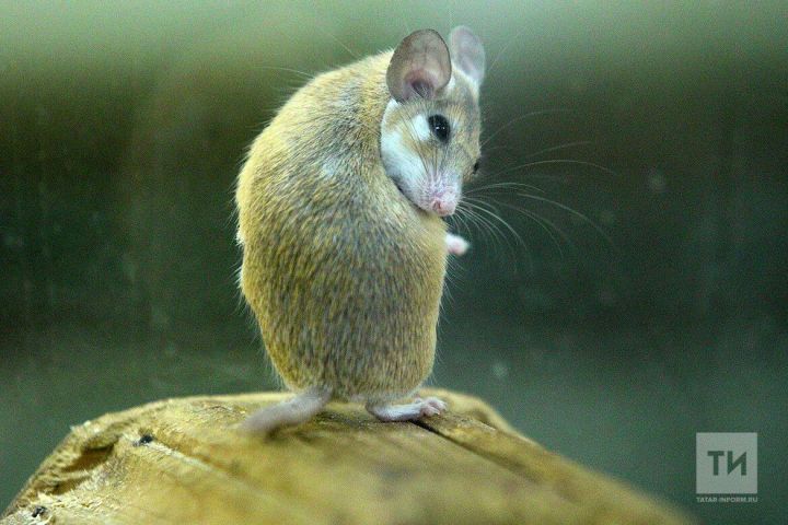 В Татарстане число заразившихся мышиной лихорадкой выросло вдвое – почти до 400 человек