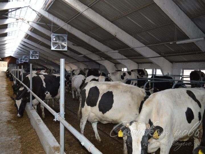 На аксубаевских фермах надои молока – по возрастающей