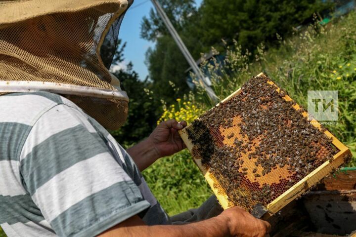 В Республике Татарстан в 8 районах замечено гибель пчел из-за отравления пестицидами