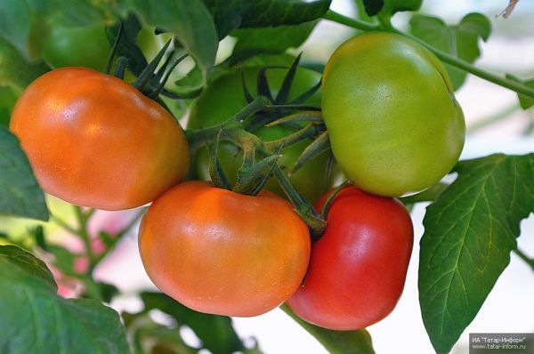 Минимум хлопот: как закрыть помидоры на зиму холодным способом