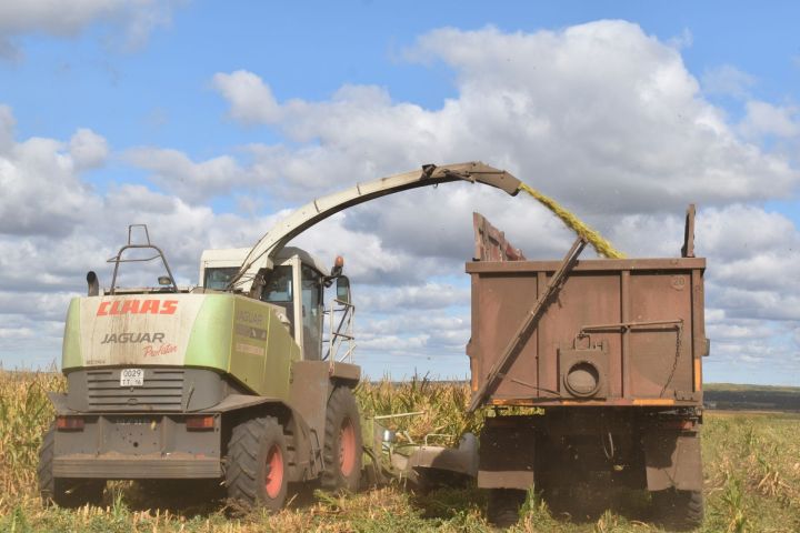Аксубаевские растениеводы запасли более 13600 тонн силоса