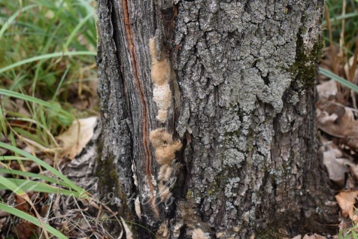Аксубаевским лесам угрожает непарный шелкопряд
