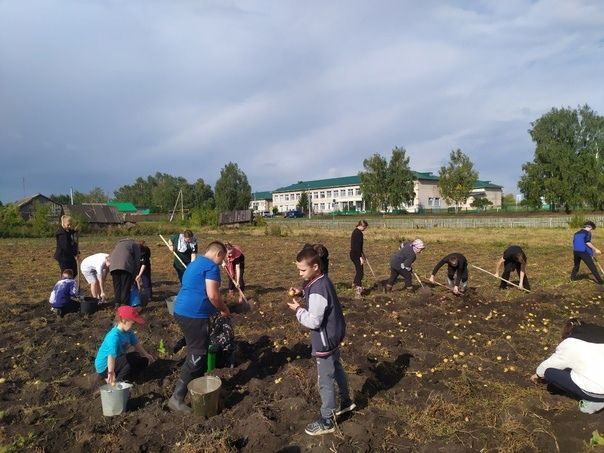 В общеобразовательных учреждениях района приступили к уборке выращенных на пришкольных участках овощей