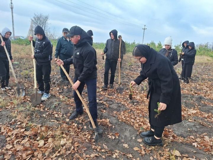 Мәктәп укучылары урманчылык питомнигында чыршы һәм миләш утырттылар