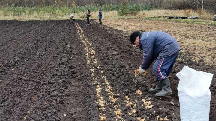 Аксубай урманнарын корычагач тулыландырачак