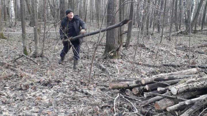 Аксубаевские лесоводы очищают лес от поврежденных деревьев