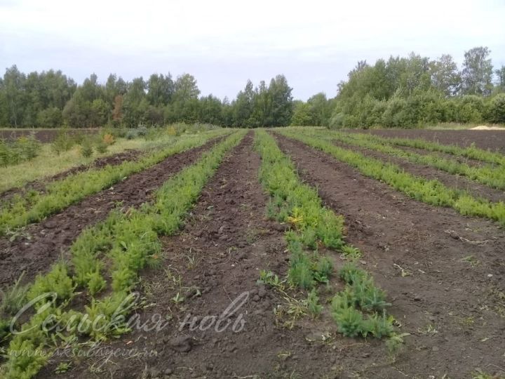 В питомниках Аксубаевского района закладывается будущее леса