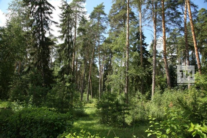 Фото леса в летний сезон