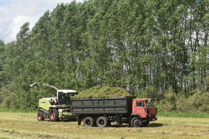 Аксубай терлек азыгы җитештерүчеләре малларның туклыклы кышлавын тәэмин итәчәк