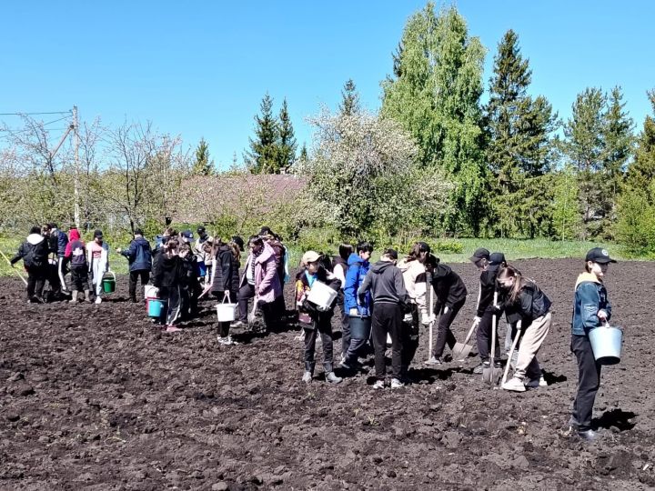 В сельских школах посадили картофель и оформили клумбы