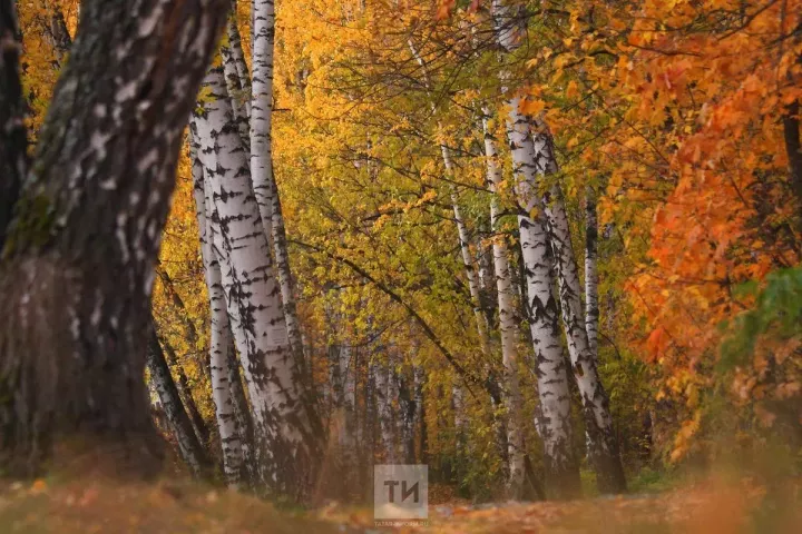 Что делать с опавшей листвой: какая от нее польза и вред