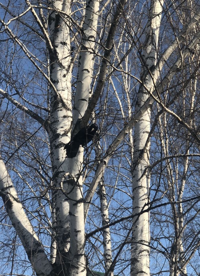 Прогноз погоды в Аксубаеве на 1 апреля