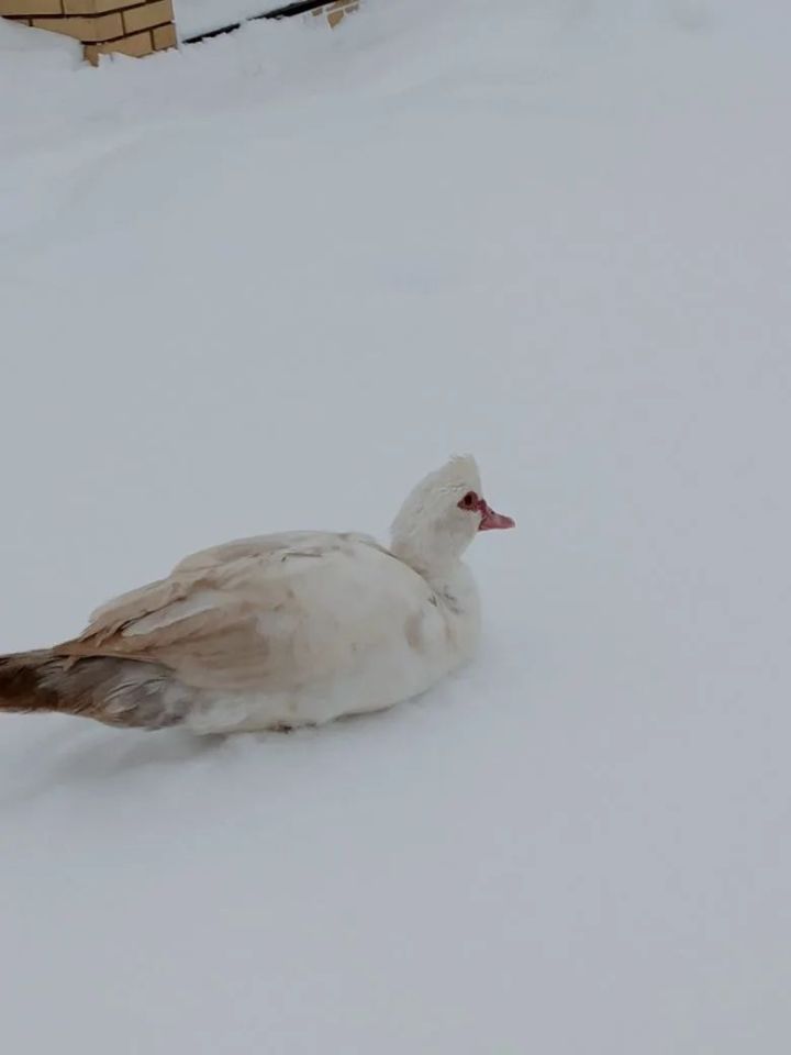 Аксубайда йорт үрдәге адашкан