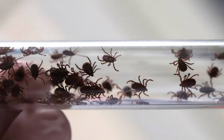 Укус клеща: что делать в первые 72 часа