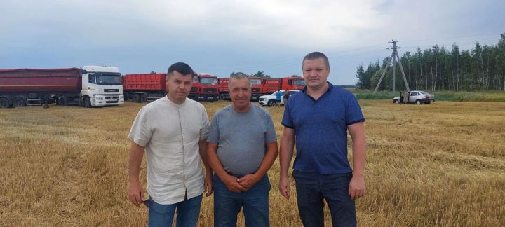 «Чистай» ХКның «Аксу Агро» агрофирмасында бер әйләнештән 55 проценттан артык ашлык алалар
