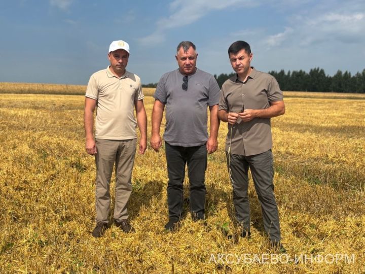 В сельхозпредприятии «Волга Селект» Аксубаевского района намолочено свыше 1300 тонн зерна